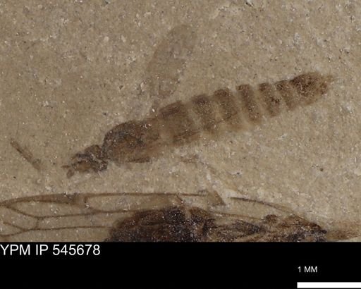 Diptera?