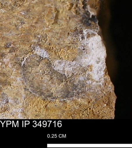 undet. Mollusca