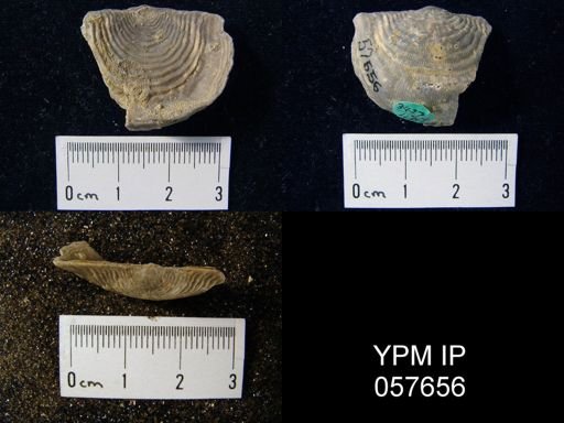 Leptaena rhomboidalis