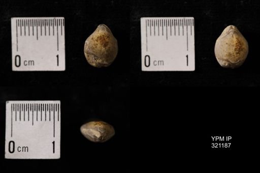 Dielasma turgida