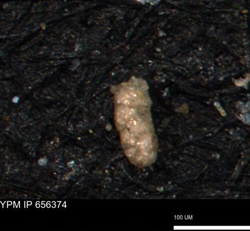 Ammobaculites petilus