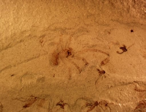 undet. Araneida