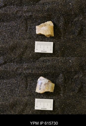Baculites sp.