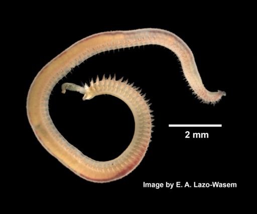 Scolecolepis viridis