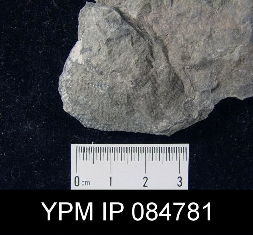 Conchidium knighti?