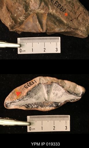 Cyrtospirifer chemungensis
