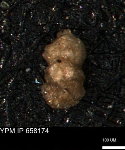 Ammobaculites tyrrelli