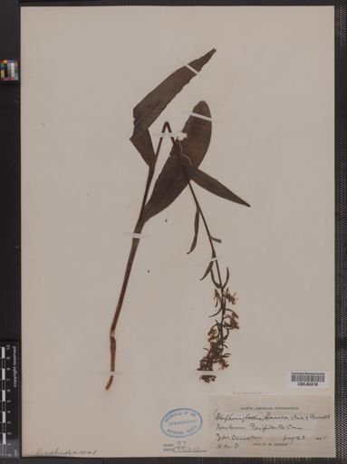 Habenaria lacera