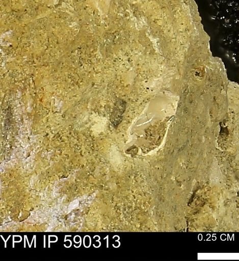 undet. Mollusca
