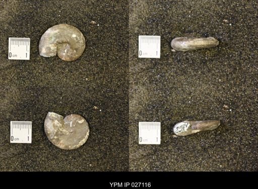 Discoscaphites conradi