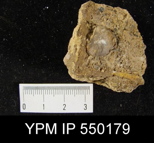 Linoproductus cora