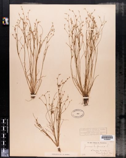 Juncus bufonius
