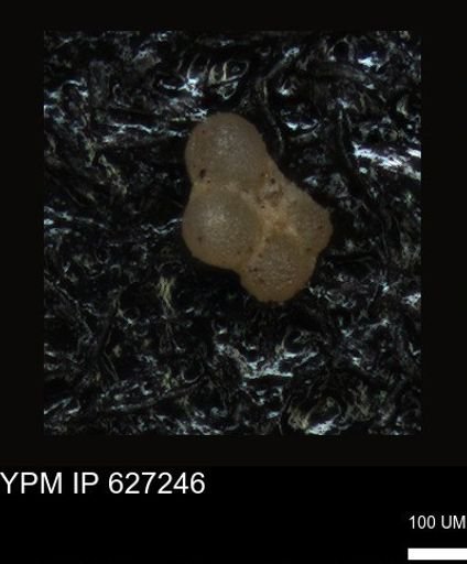 undet. Foraminiferida