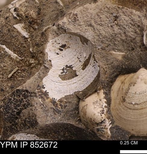 Limopsis striatopunctatus