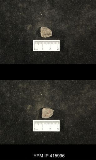 Euphemites carbonarius