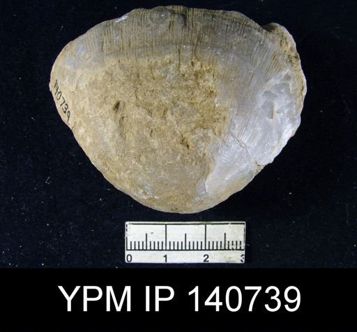 Derbya grandis