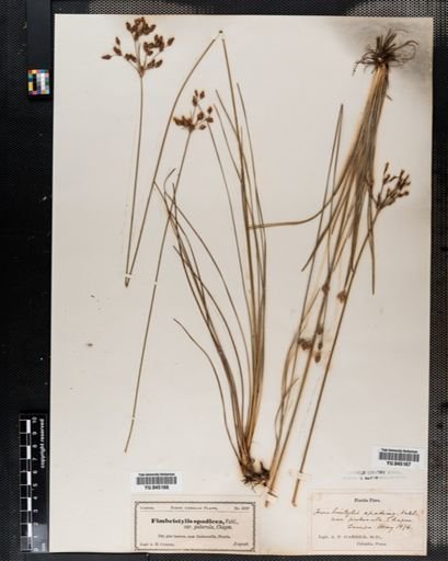 Fimbristylis castanea