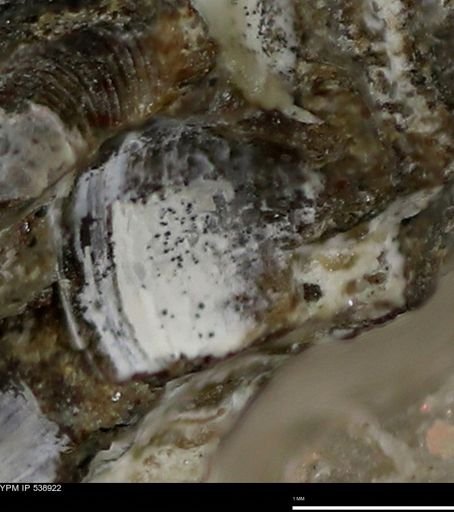 Corbulamella gregaria