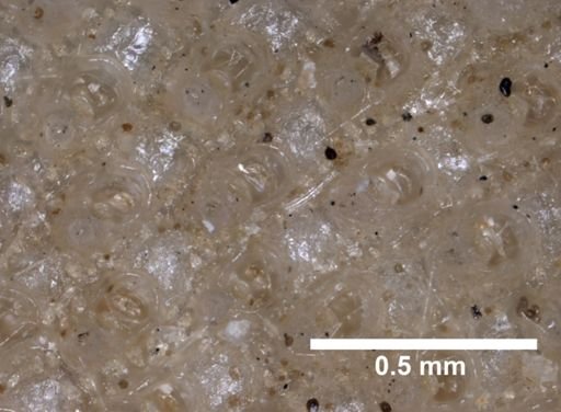 Porella acutirostris