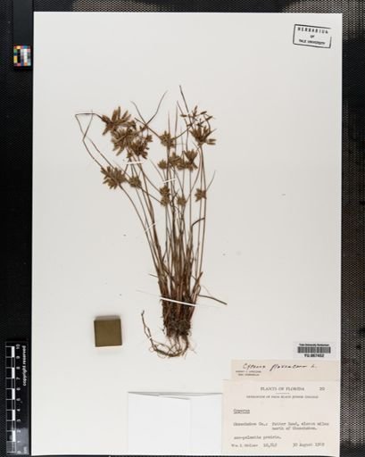 Plantae