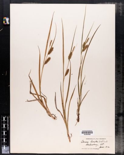 Carex lurida