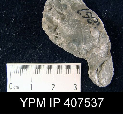 Leptaena nitens