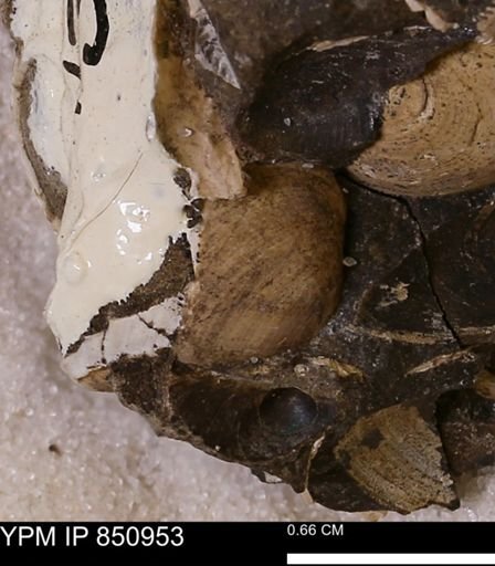 Limopsis striatopunctatus