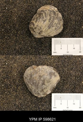 Inoceramus sp.