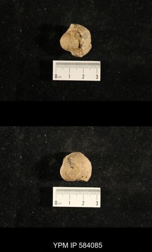 Euphemites sp.