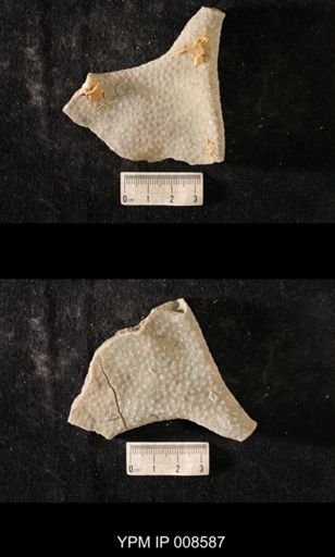 Heterotrypa frondosa