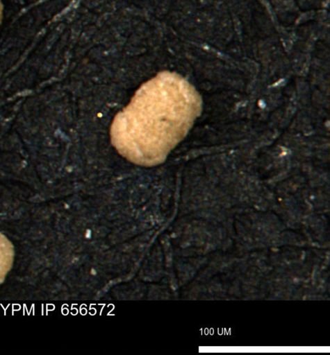 undet. Foraminiferida