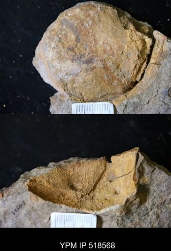 undet. Echinodermata