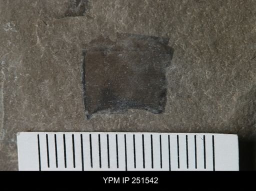 undet. Eurypterida