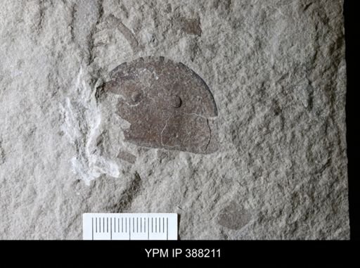 Erieopterus sp.