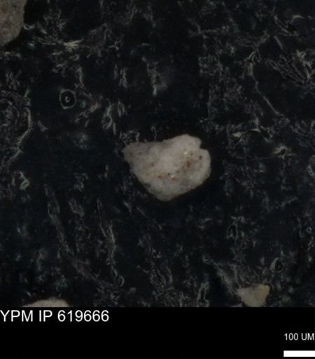 undet. Foraminiferida