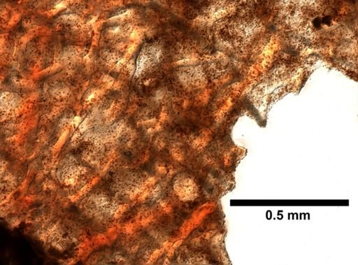 cf. Velinea