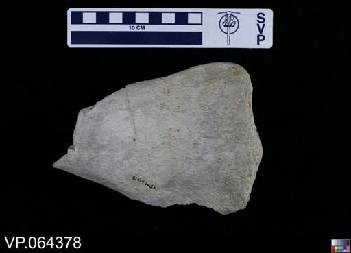 undet. Plesiosauridae