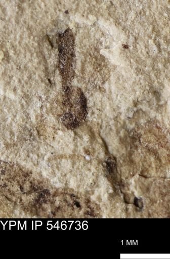 undet. Diptera