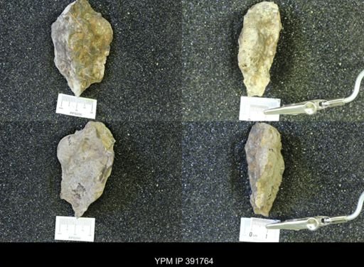 Scaphites whitfieldi
