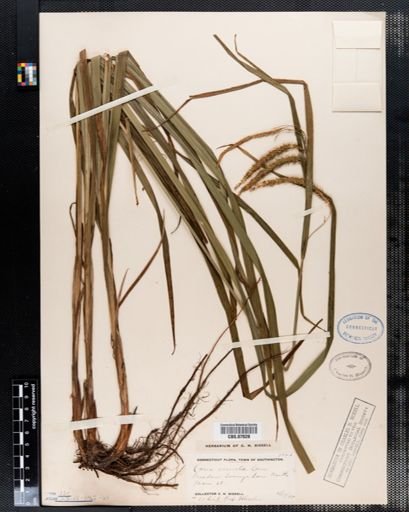 Carex crinita