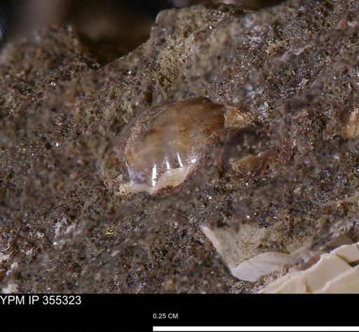 Ammonoidea