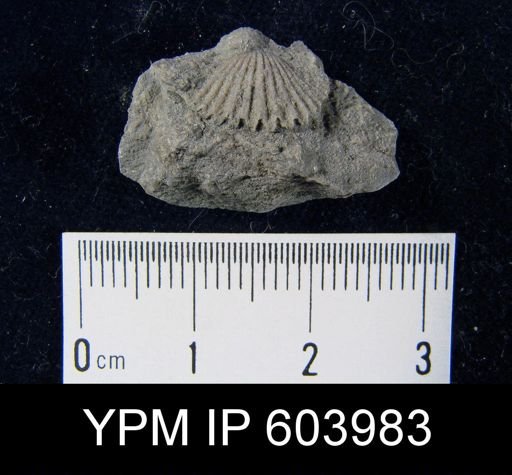 Leptocoelia flabellites