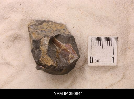 Baculites sp.