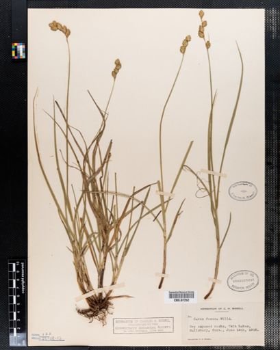 Carex foenea