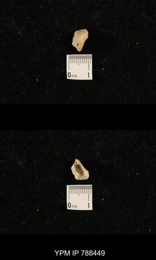 undet. Brachiopoda