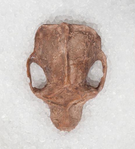 Aegyptopithecus zeuxis