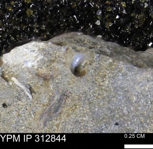 undet. Ammonoidea