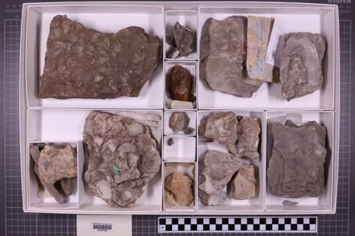 mixed taxa, stratigraphic collection