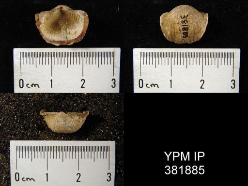 Marginifera muricata