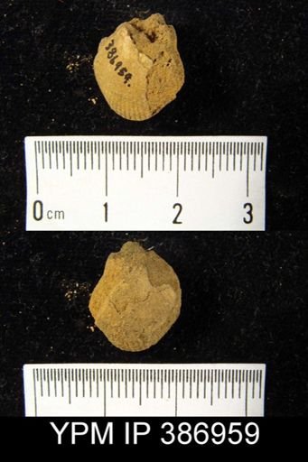 Rensselaeria subglobosa?